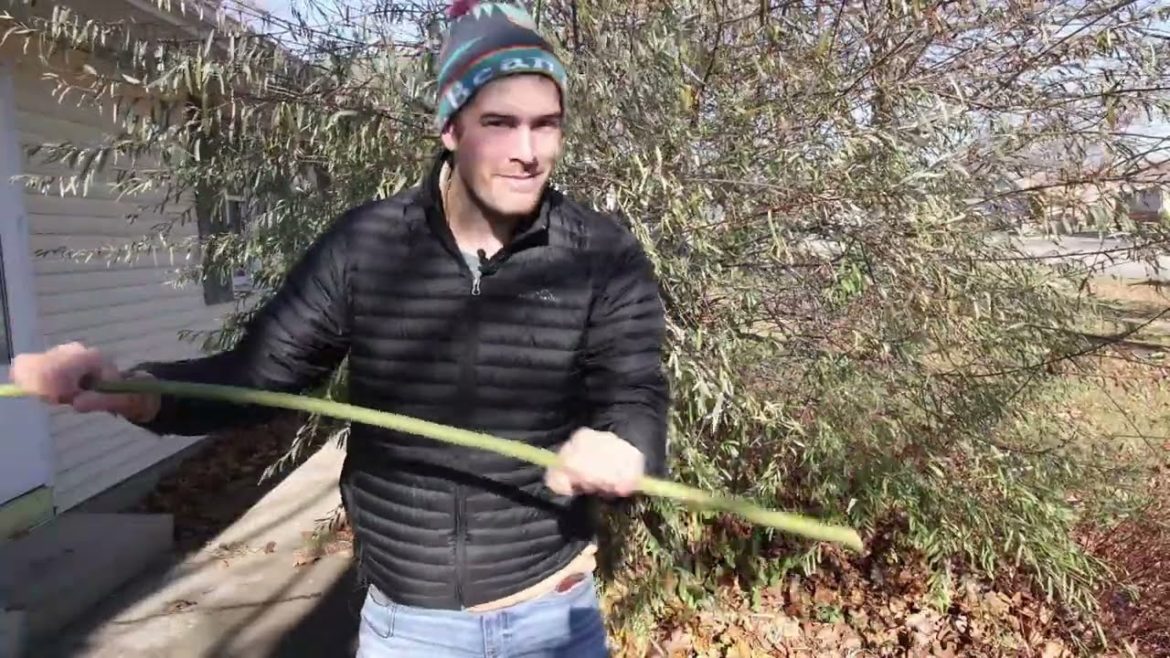 MIgardener: The Single Most Important Thing To Remember When Growing Grafted Trees The Single Most Important Thing To Remember When Growing Grafted Trees