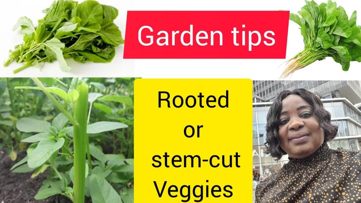 Gardening Tips For Beginners – How To Harvest Vegetables Gardening Tips For Beginners - How To Harvest Vegetables