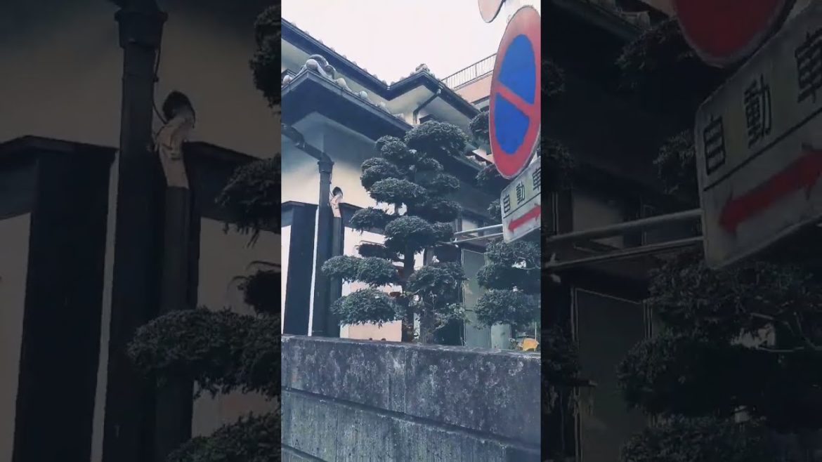 Japanese traditional yard