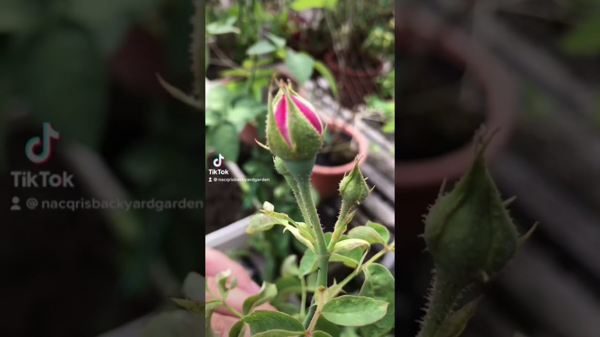 ✅ Pink Rose Flower Blooming At My Backyard Garden