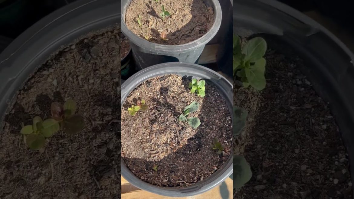 Container garden update #shorts #containergardening #fall