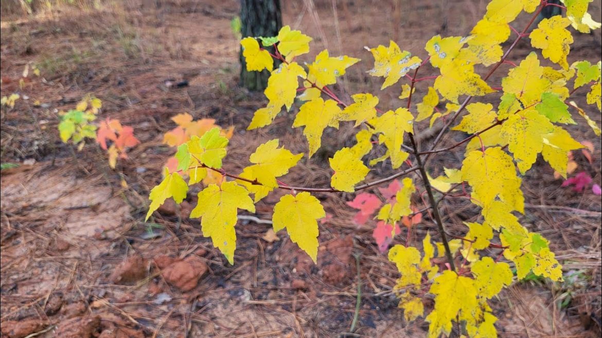 hunting for free plants...my Japanese seedlings
