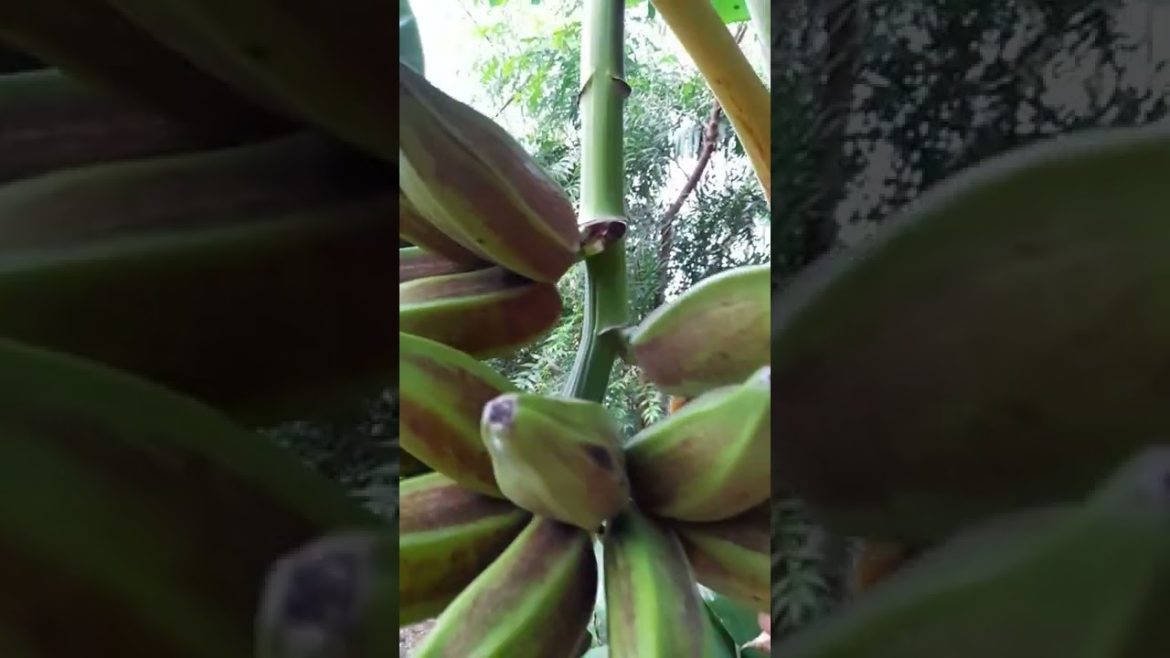 வாழைப்பழம் பறிச்சு சாப்டிருக்கீங்களா Ripe banana picking from my garden Gardening Tips Tamil #shorts