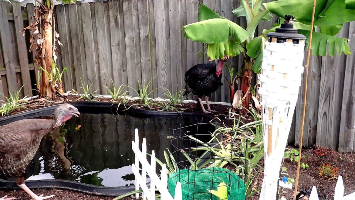 2020 SUMMER SOLSTICE BACKYARD GARDEN TOUR 4K FLORIDA PERMACULTURE FOOD FOREST URBAN FARM PROJECT 2020 SUMMER SOLSTICE BACKYARD GARDEN TOUR 4K FLORIDA PERMACULTURE FOOD FOREST URBAN FARM PROJECT