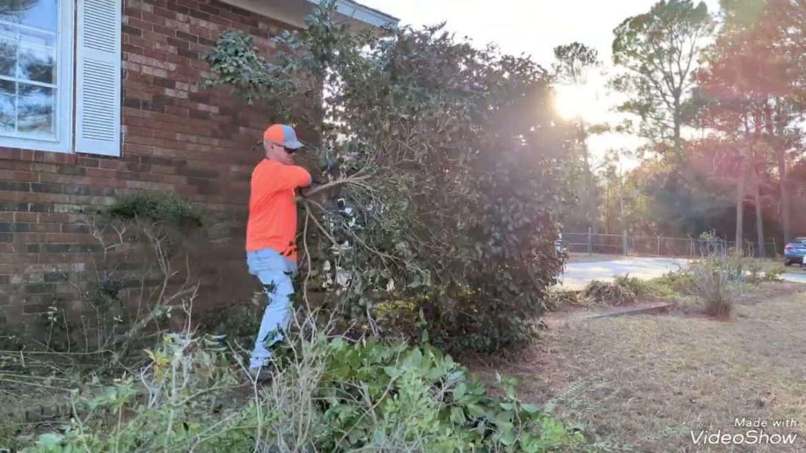 Pruning OVERGROWN Shrubs ๐ฑ – She Said Take it DOWN Pruning OVERGROWN Shrubs ๐ฑ - She Said Take it DOWN