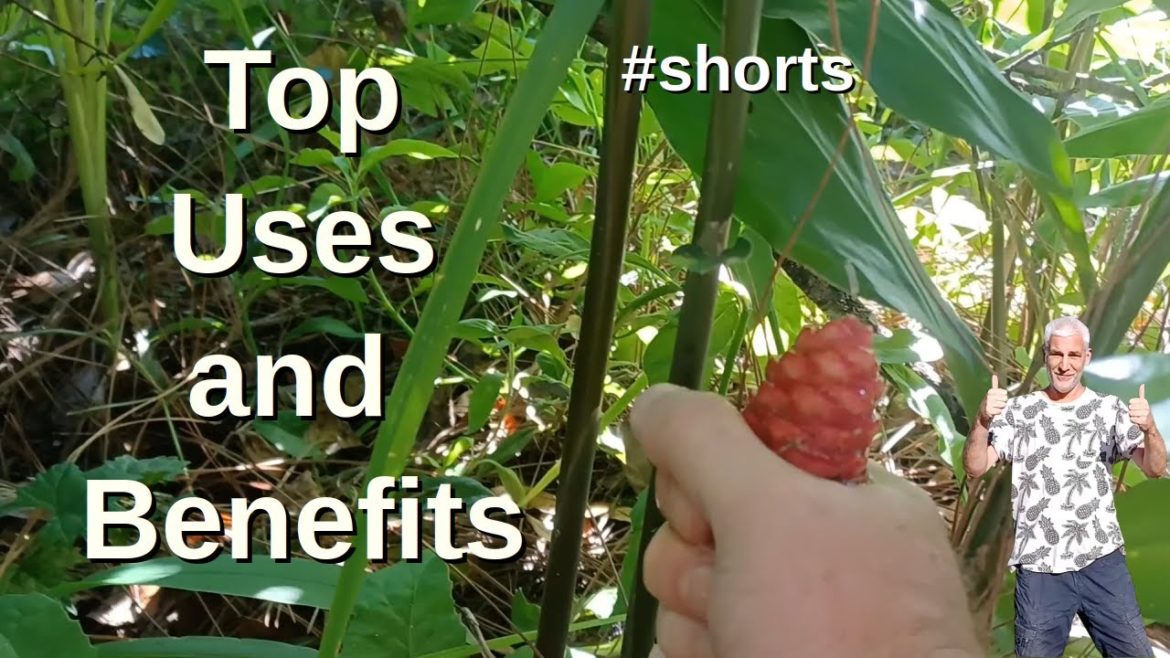 Shampoo Ginger Plant Uses and Benefits #shorts Shampoo Ginger Plant Uses and Benefits #shorts