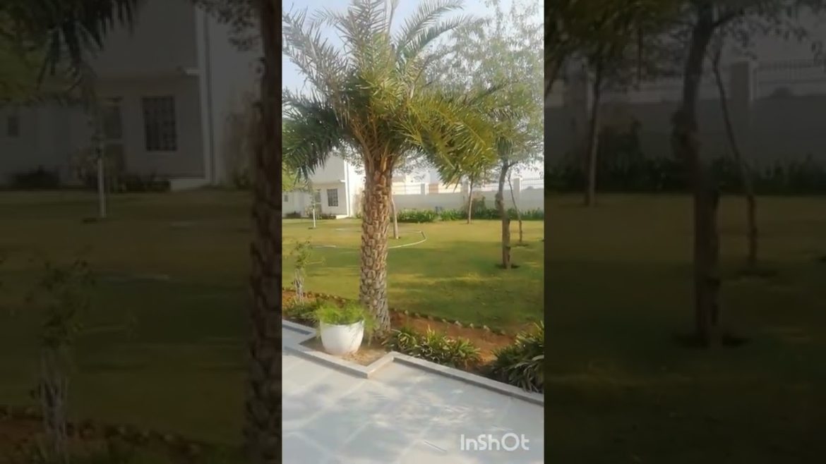 Lawn of home | 💯🙏💯🙏 | #organicgardening #gardening #garden #organicfarming #farming #farmer #lawn Lawn of home | 💯🙏💯🙏 | #organicgardening #gardening #garden #organicfarming #farming #farmer #lawn