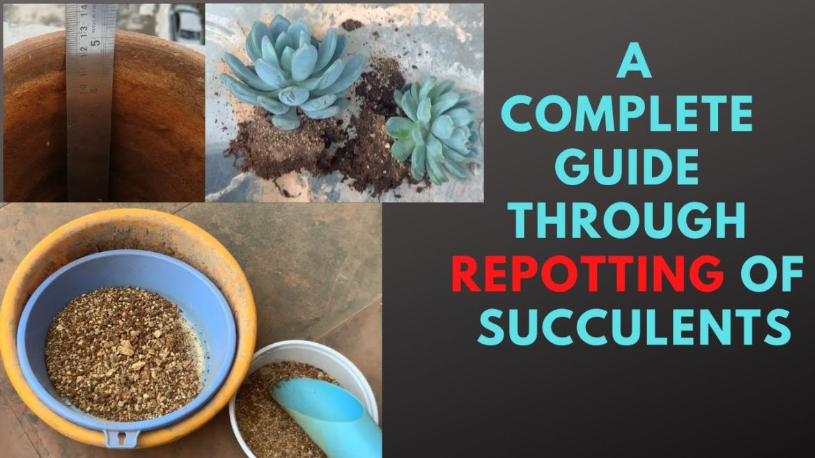 || A COMPLETE GUIDE THROUGH REPOTTING OF SUCCULENTS ||
