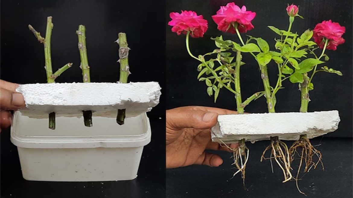 How to Grow Rose Plant at home Without Soil from cuttings