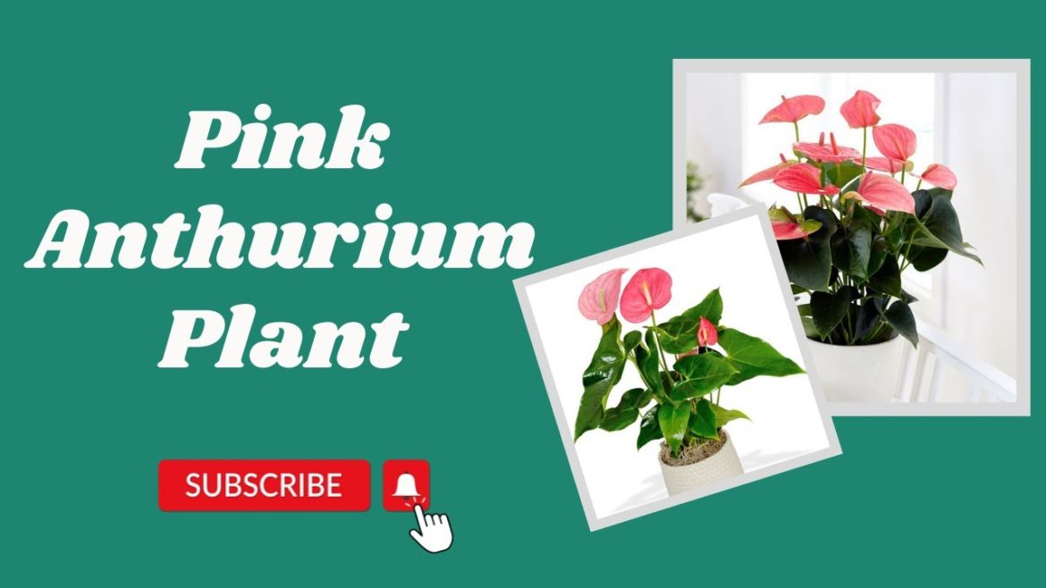 Pink Anthurium Plant Pink Anthurium Plant