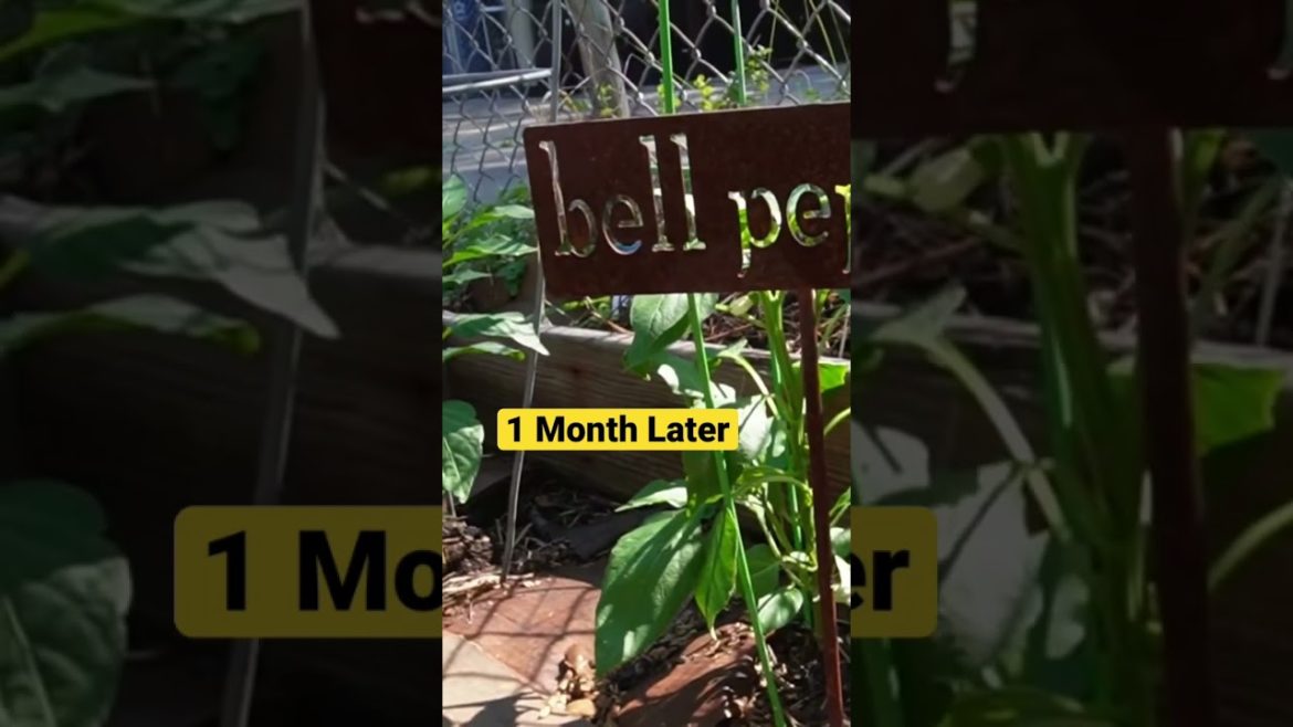 🥦🥦#gardening #sustainable living #Grow your own food 🥦🥦#gardening #sustainable living #Grow your own food