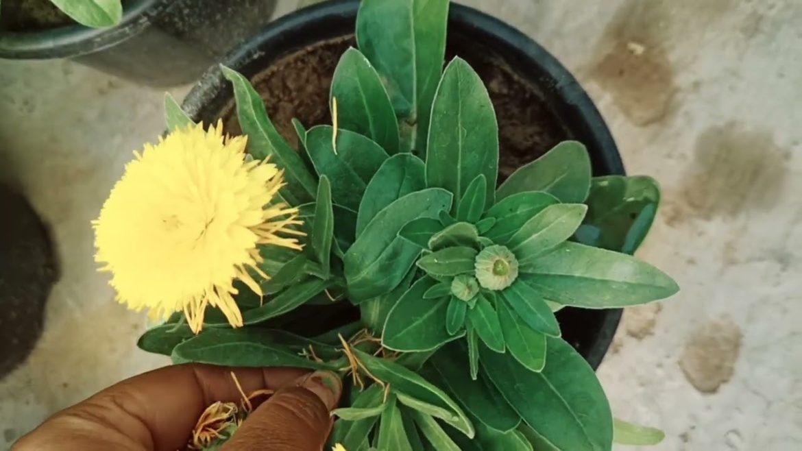 Calendula flowering tips #naturetreasure