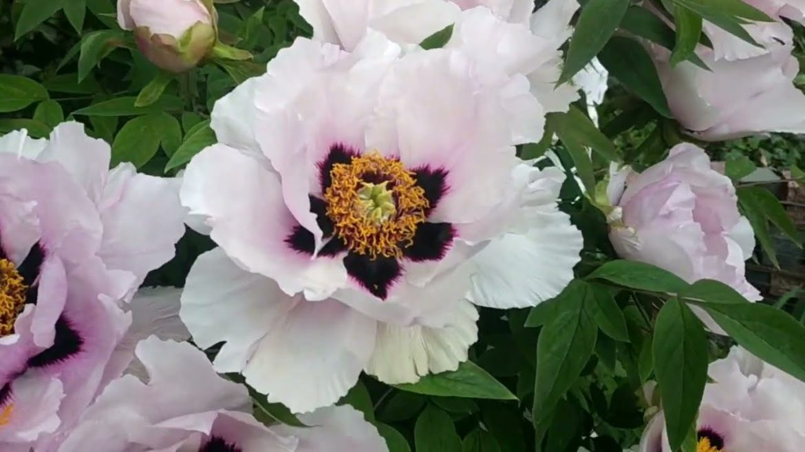 landscaping stone border. landscaping ideas. Садовый бордюр.