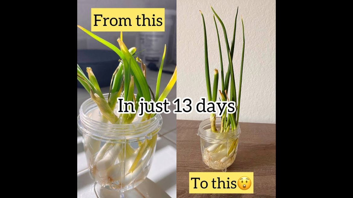 How to Regrow Spring Onions at home in 13 days with any container and water| Day 01 to 13 #shorts How to Regrow Spring Onions at home in 13 days with any container and water| Day 01 to 13 #shorts