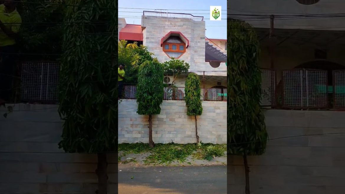 gardening #homegarden #garden #shorts gardening #homegarden #garden #shorts