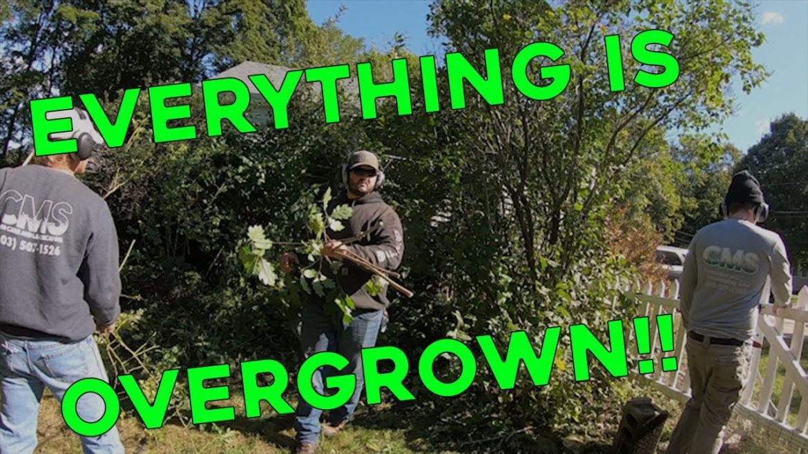 Uncovering an Overgrown Yard!