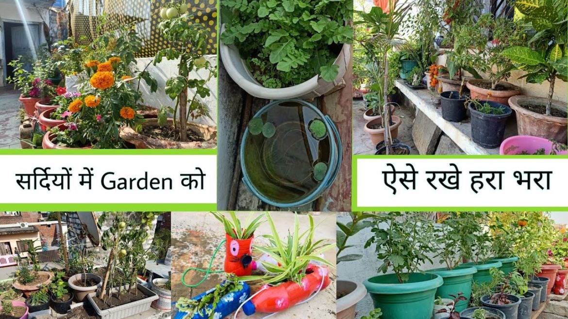 Winter Season 1/2 gardening | flowers/vegitables seeds | gardening ideas |fertilizer for home plants Winter Season 1/2 gardening | flowers/vegitables seeds | gardening ideas |fertilizer for home plants