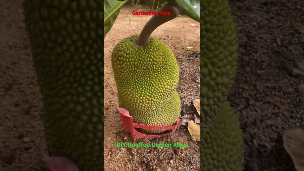 Gardening tips for growing jackfruit - Growing jackfruit at home / DIY Rooftop Garden Ideas