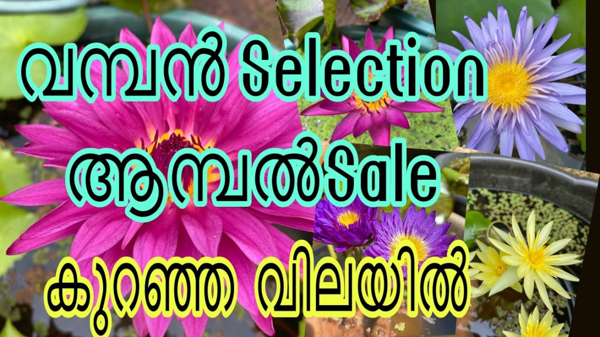Online Waterlily sale / lotus Orchid sale kerala