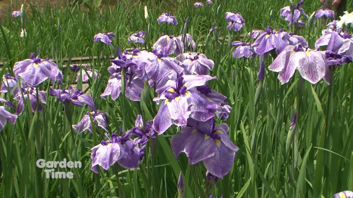 Japanese Garden Iris