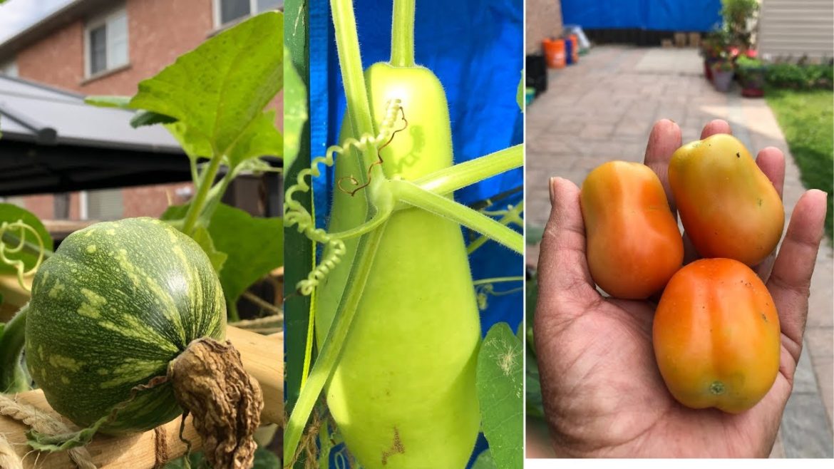 27th July 2022 Backyard Garden Tour, Small Scale Vegetable & Perennials Garden Tour, Canada, garden