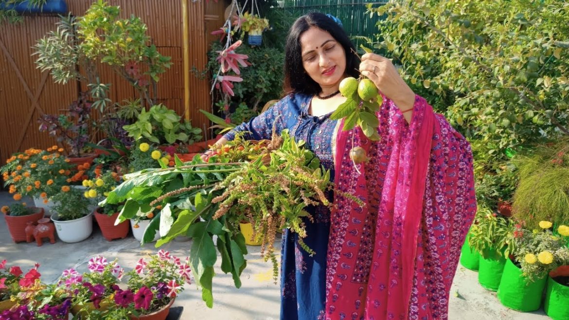 Harvesting from terrace garden | organic fruits and vegetables | chemical free garden Harvesting from terrace garden | organic fruits and vegetables | chemical free garden