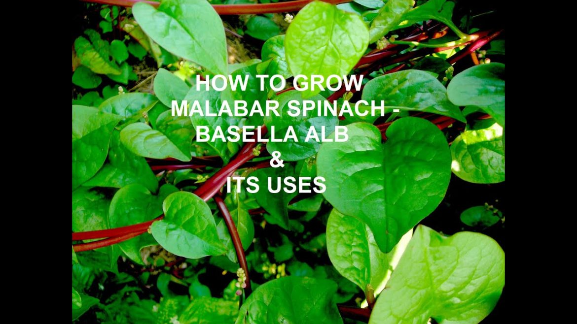 Malabar Spinach - Basella Alba