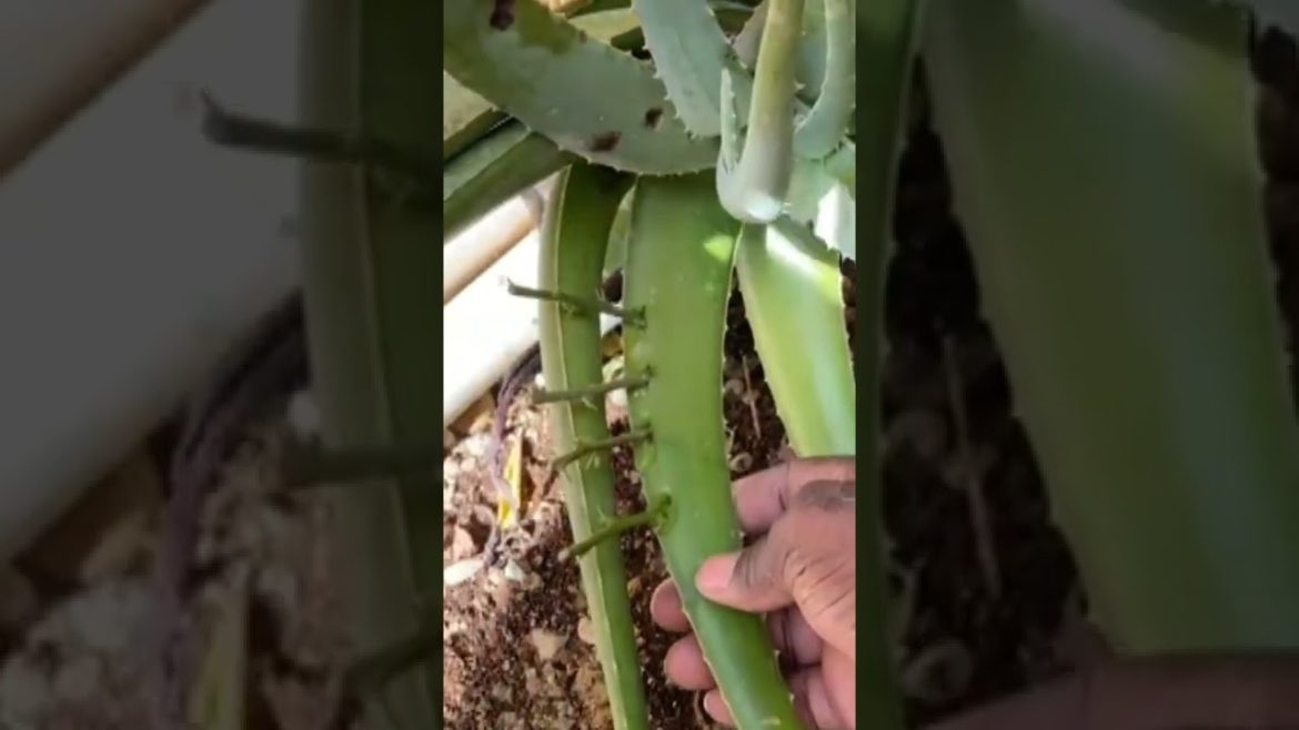 Grow Bougainvillea Cuttings in Aloe Vera Plant #short #bougainvillea #viral #trending