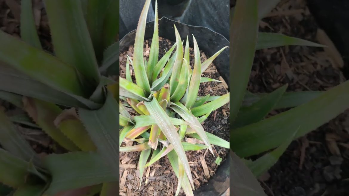 How To Grow A Pineapple ! @ibarbi π@Capricorn Gardeningππππβ¨ #share #like #tips #gardeningππππ How To Grow A Pineapple ! @_ibarbi_ π@_Capricorn Gardening_ππππβ¨ #share #like #tips #gardeningππππ