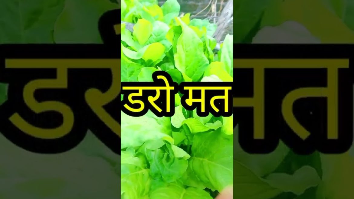 How to grow spinach/गमले में पालक कैसे उगाएं/Kitchen Gardening tips#shorts@GardenUp
