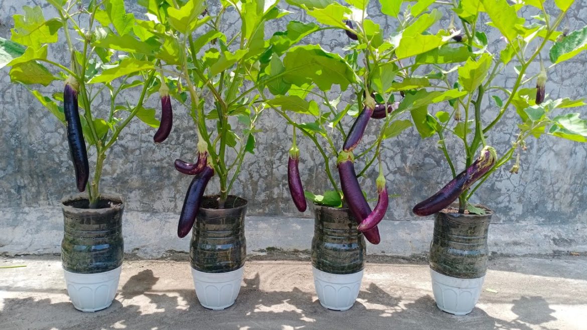 A new idea for growing eggplants using used plastic containers at home