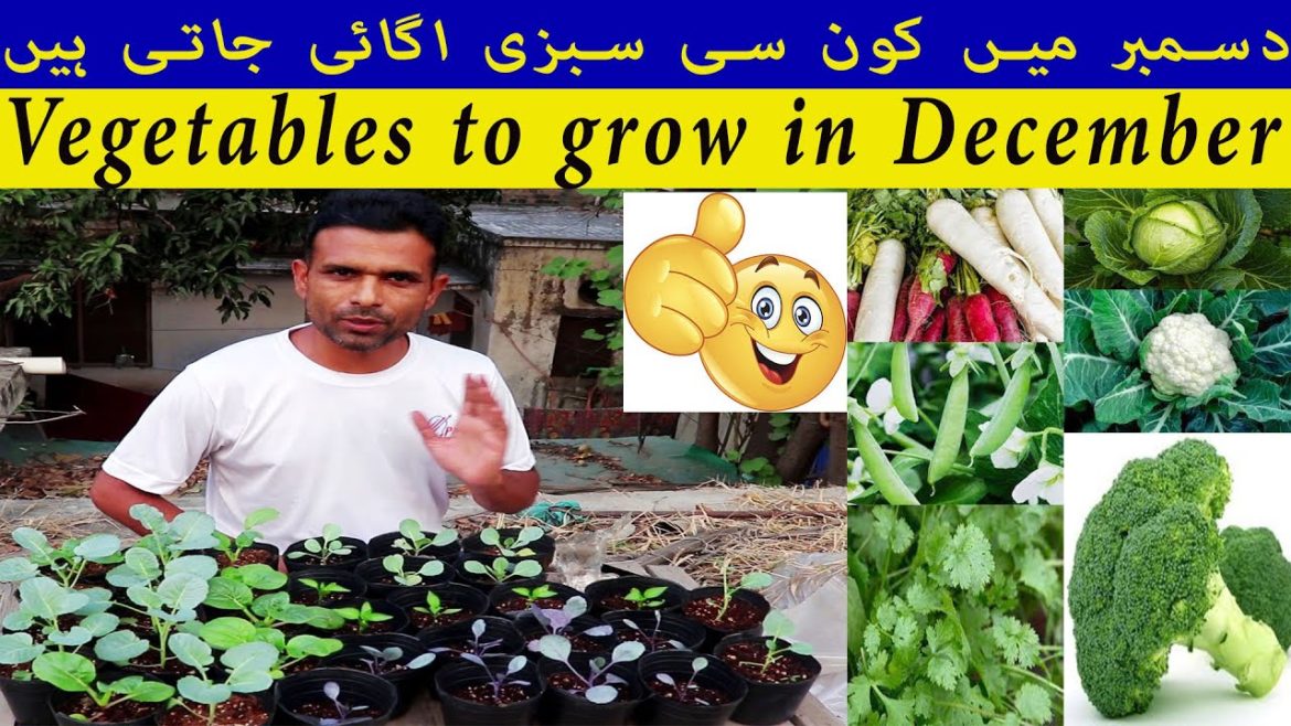 vegetables to Grow in December | December mei lagne  Wali Sabziya