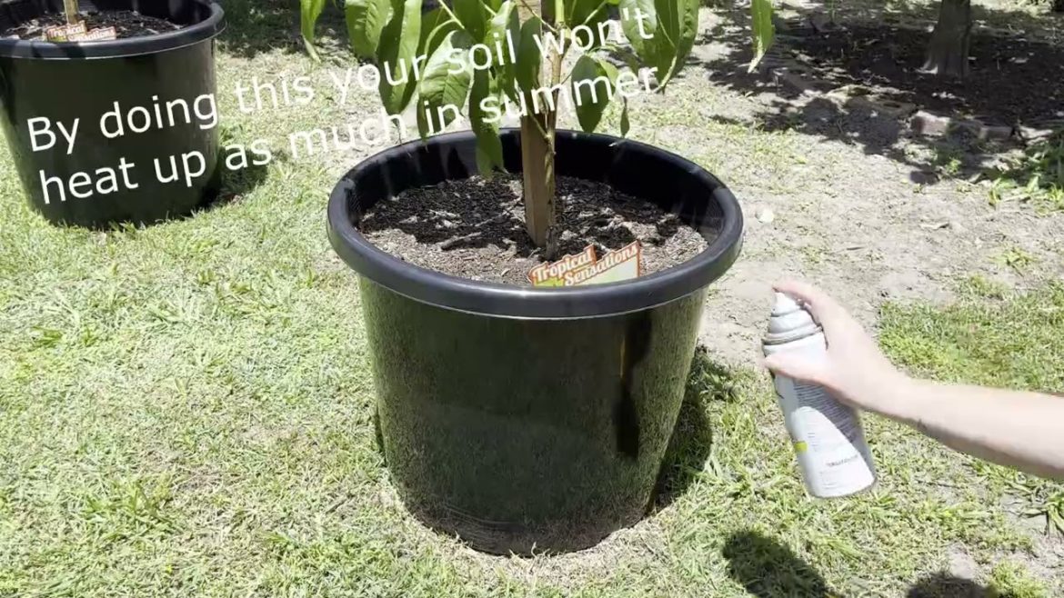 How to keep your potted fruit trees cool in summer!