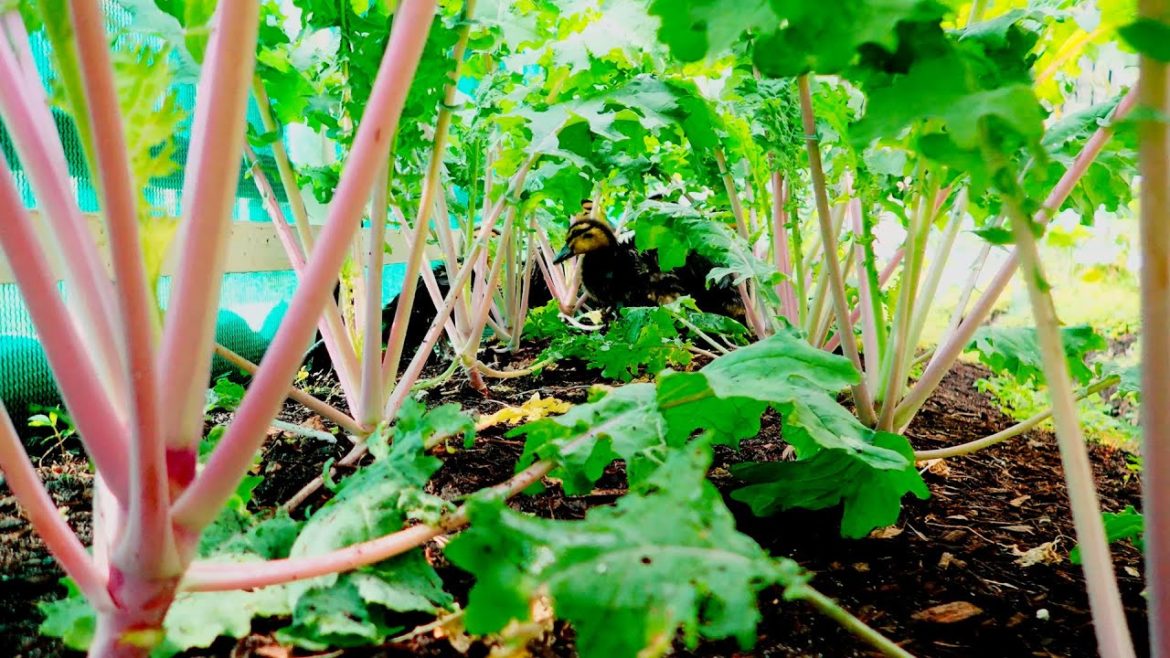 2020 WINTER SOLSTICE BACKYARD GARDEN TOUR 4k FLORIDA PERMACULTURE FOOD FOREST DUCK POND CHICKEN COOP