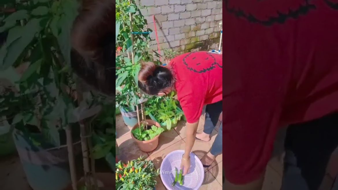 Beautiful Nature with Rural Life #shorts #naturalife #rurallife