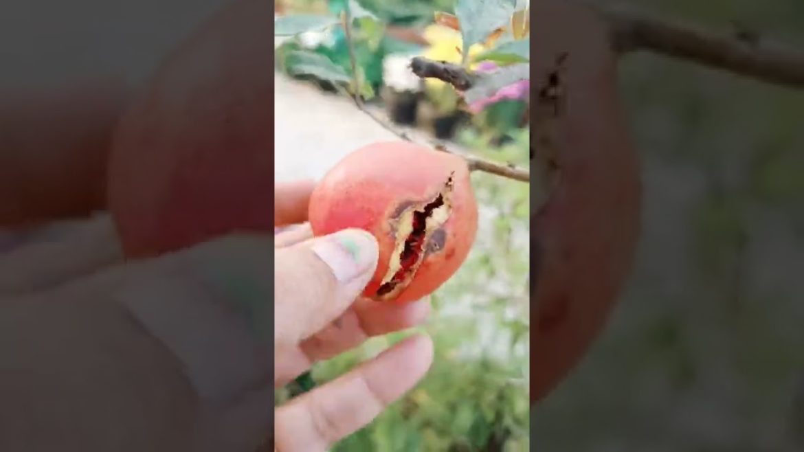 Anar harvest #shorts #naturetreasure