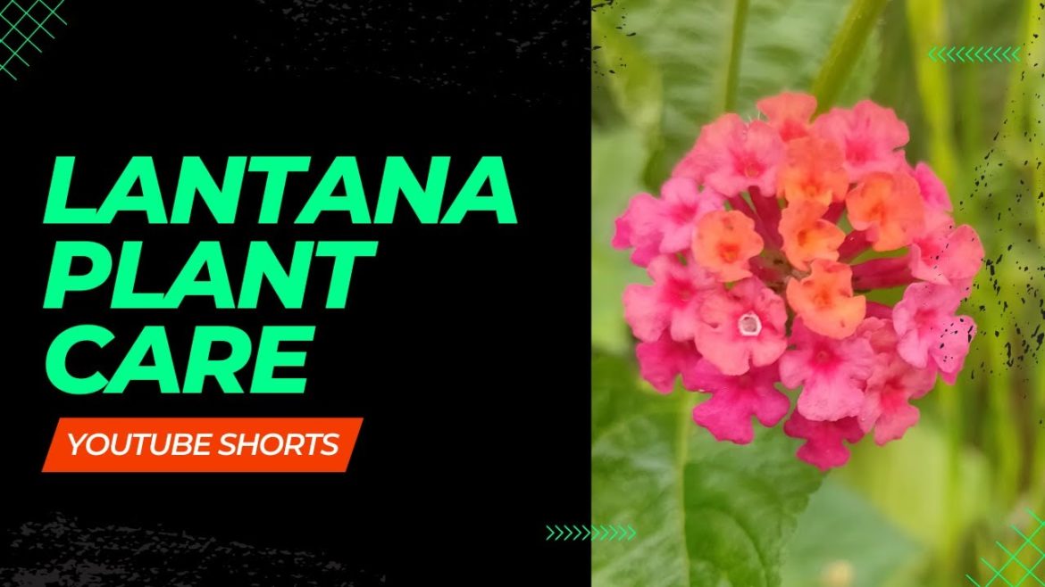 Lantana plant care #lantana #gardening Lantana plant care #lantana #gardening