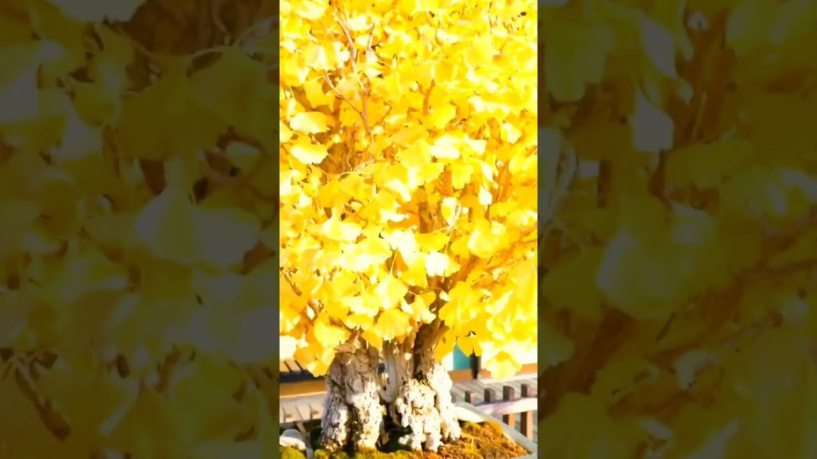 Bonsai Art Museum In Omiya Japan | Maple Bonsai and more 🍁 🇯🇵