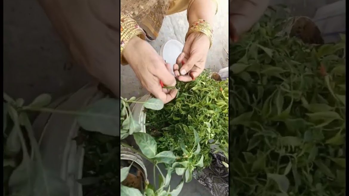 ऑर्गेनिक वेजिटेबल्स💯🌲