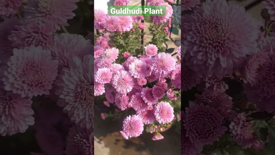 guldavdi ko sardi main jarou lagaye#chrysanthemumflower#gardeningtips