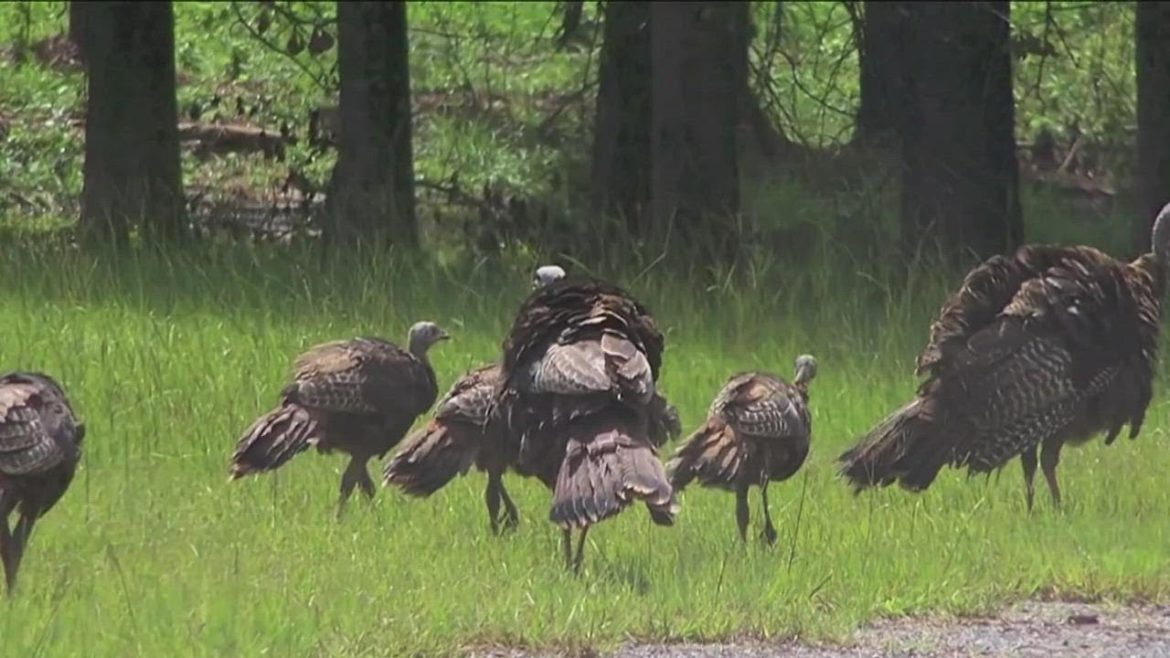 Wild turkey population declining rapidly in Georgia | Here's why Wild turkey population declining rapidly in Georgia | Here's why
