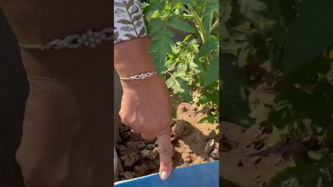 Mehnat ka yeh dal mila Mehnat ka yeh dal mila