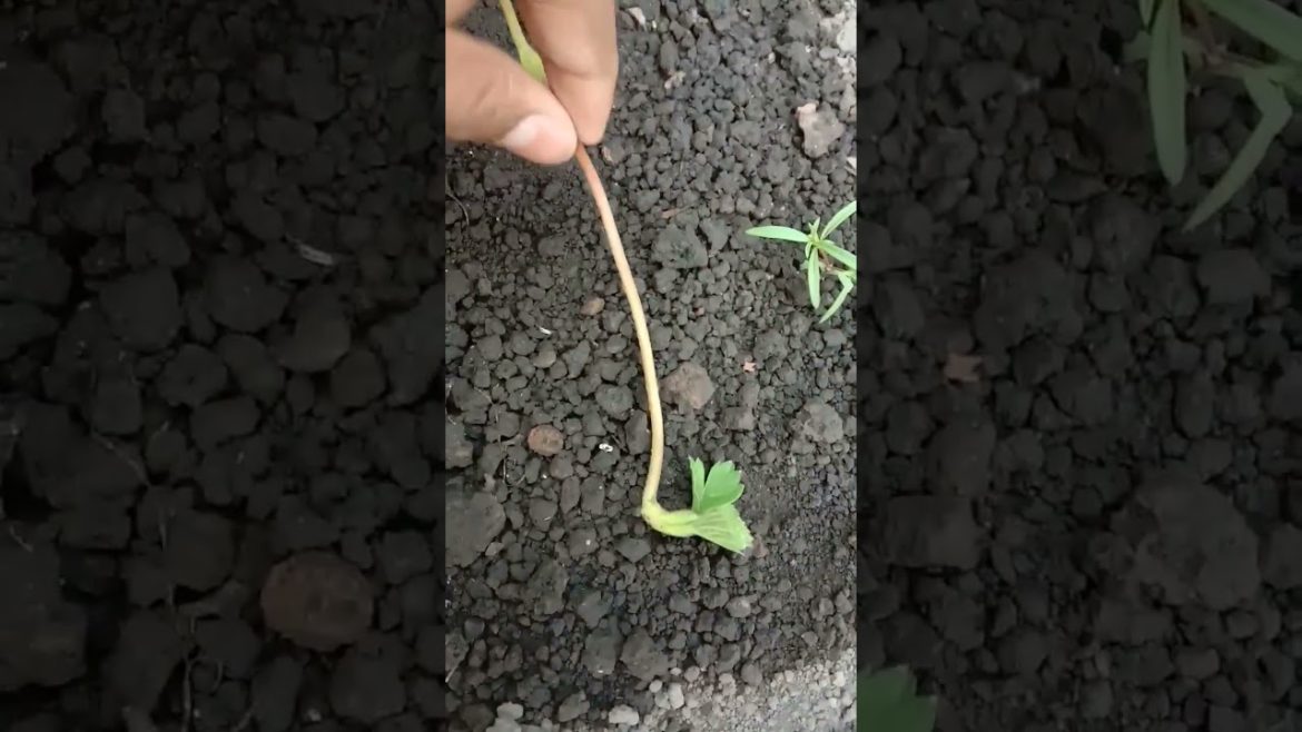 STRAWBERRY PLANTS ARE MY HOME 😁😀 JUST LOOK AT THIS #shorts #viral #trending #ytshorts #viralshorts