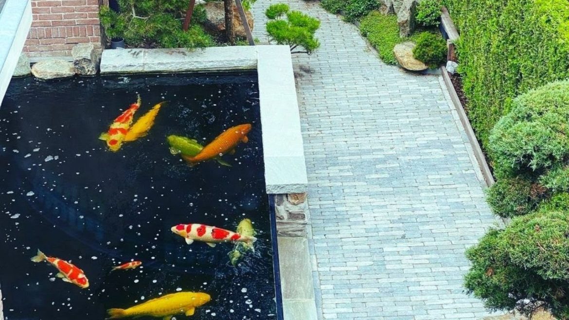 Amazing View of Backyard Garden Koi Pond | Best Jumbo Koi Tank