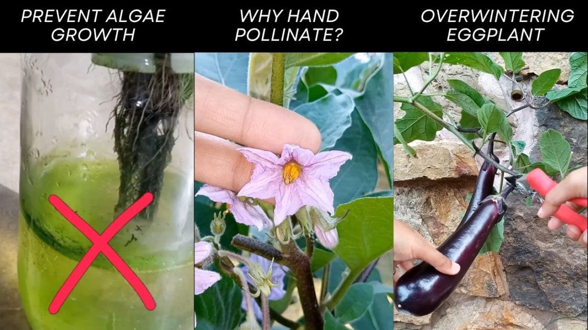 5 Tips and Tricks In Hydroponics Gardening Shorts Compilation | Hydroponics | Gardening Tips