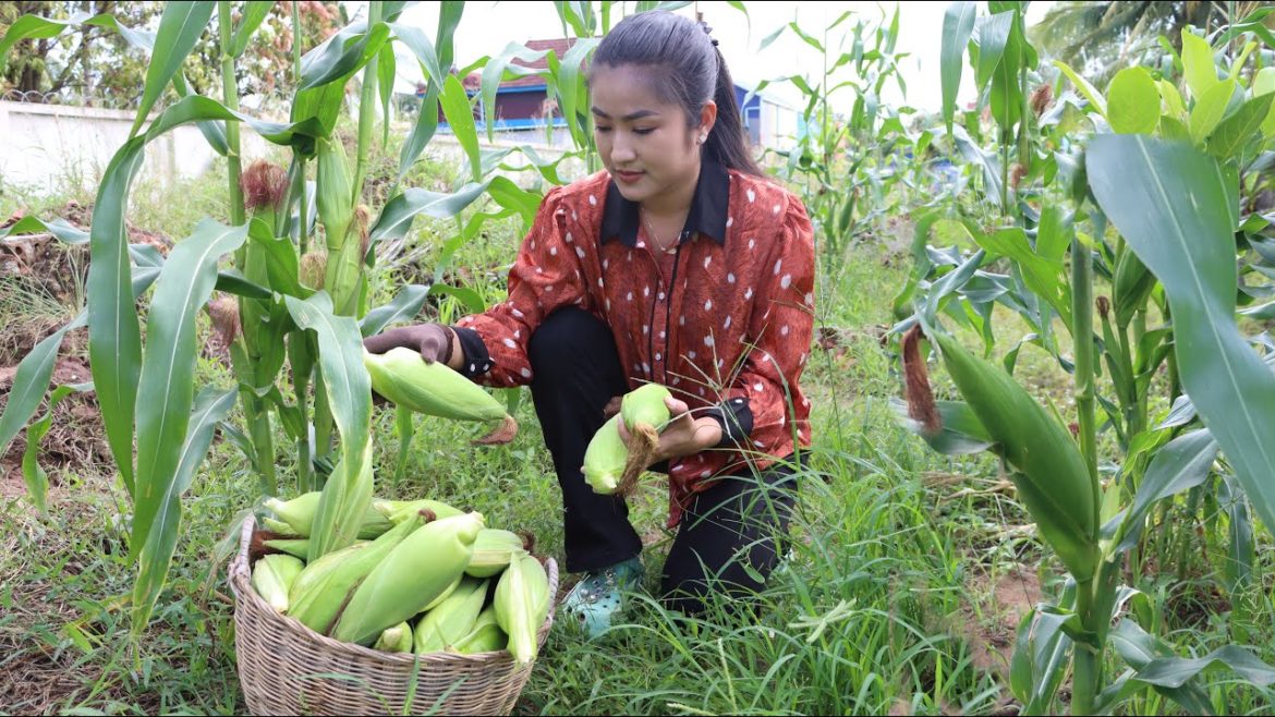 Raining season is finished, Corns in my vegetable garden is big enough to harvest - Corn recipes