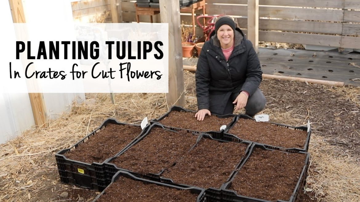 How To Plant Tulips in Crates for Cut Flowers How To Plant Tulips in Crates for Cut Flowers