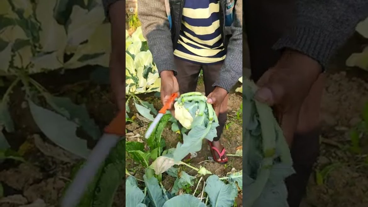 sabji ki mahngai #shorts #sabji @The coming nature