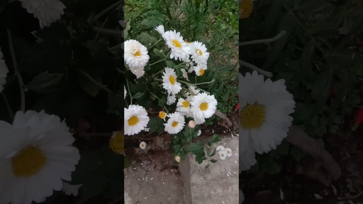 @GOLU GARDEN@guldaudi flower plant growing tips