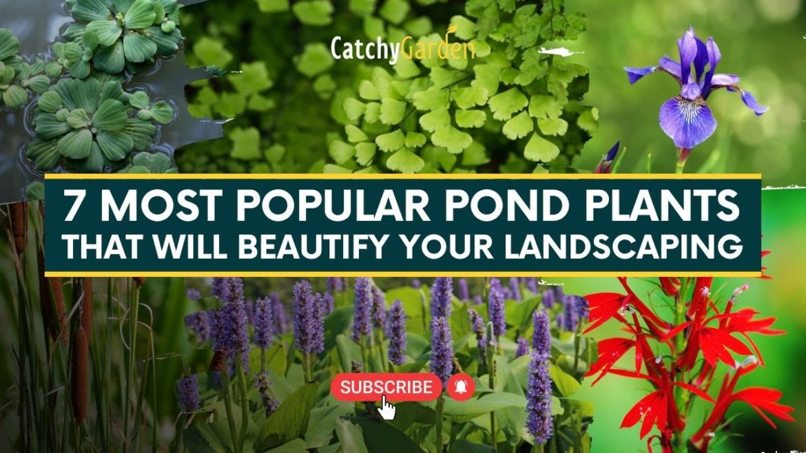 7 Most Popular Pond Plants That Will Beautify Your Landscaping 🌱🌷☘️